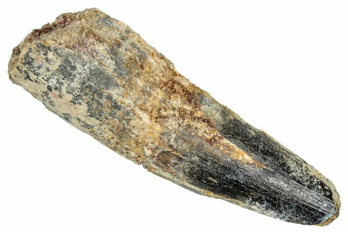 Fossil Spinosaurus Tooth - Feeding Worn Tip #348603